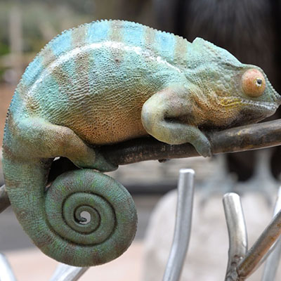 3D Chameleon