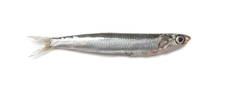 Anchovy